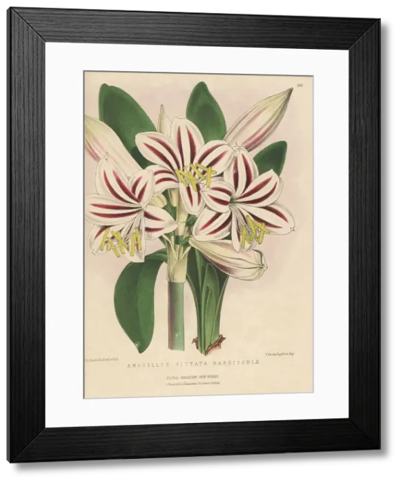 Framed Print : Harrison's amaryllis, Hippeastrum vittatum Framed Print : Harrison's amaryllis, Hippeastrum vittatum