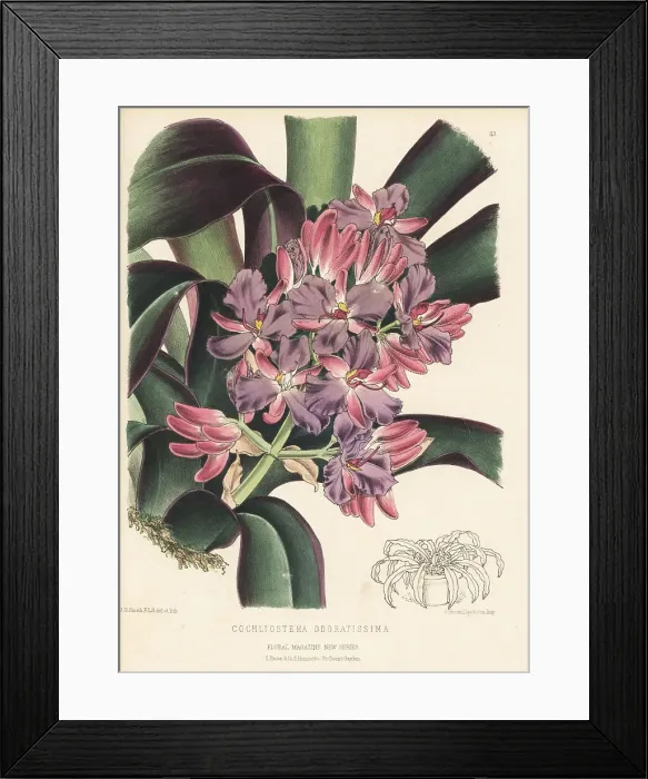 Framed Print : Spiderwort or dayflower, Cochliostema odoratissima Framed Print : Spiderwort or dayflower, Cochliostema odoratissima