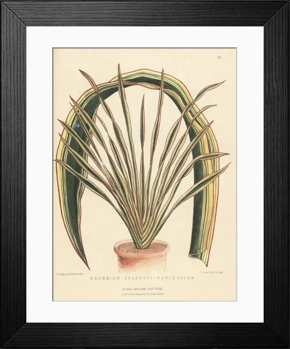 Framed Print : Mountain flax or wharariki, Phormium colensoi Framed Print : Mountain flax or wharariki, Phormium colensoi