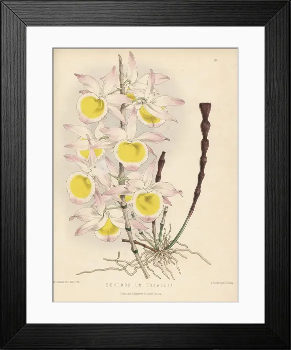 Framed Print : Very graceful dendrobium orchid, Dendrobium gratiosissimum Framed Print : Very graceful dendrobium orchid, Dendrobium gratiosissimum