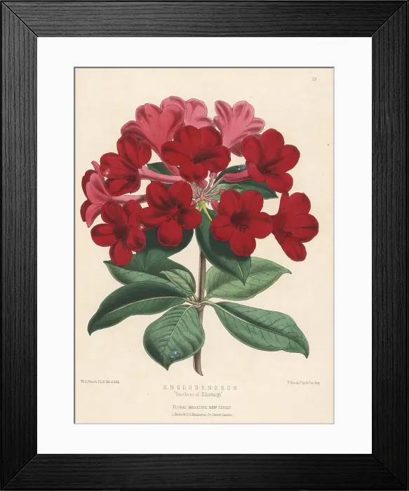 Framed Print : Rhododendron cultivar, Duchess of Edinburgh Framed Print : Rhododendron cultivar, Duchess of Edinburgh
