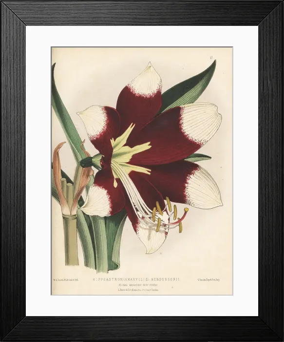 Framed Print : Hippeastrum (Amaryllis) hendersonii Framed Print : Hippeastrum (Amaryllis) hendersonii