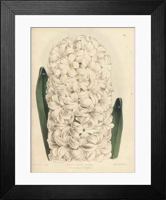 Framed Print : Hyacinth cultivar, Anna Framed Print : Hyacinth cultivar, Anna