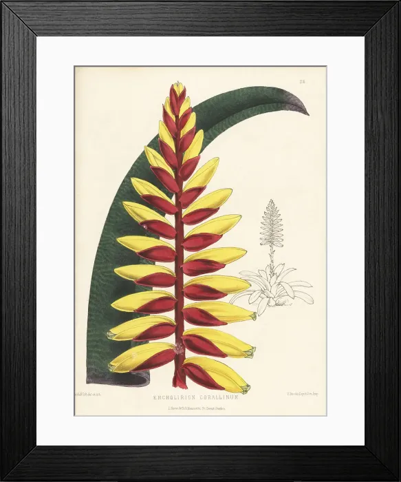 Framed Print : Vriesea platynema Framed Print : Vriesea platynema