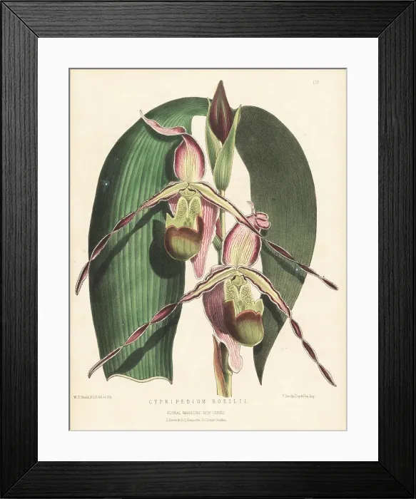Framed Print : Phragmipedium longifolium var. longifolium Framed Print : Phragmipedium longifolium var. longifolium