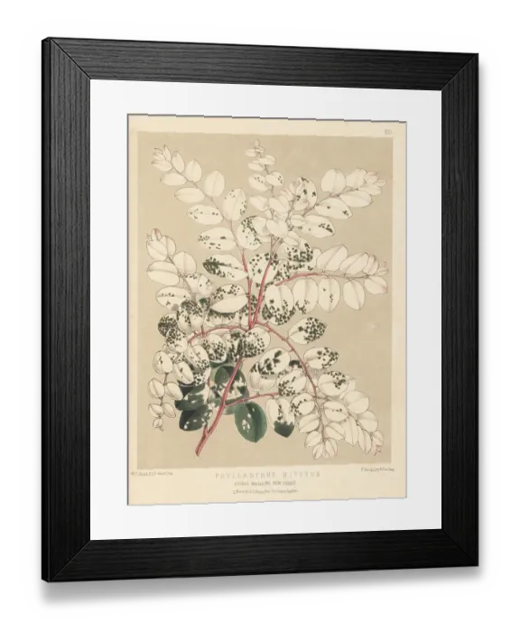 Framed Print : Breynia disticha, native to New Caledonia and Vanuatu Framed Print : Breynia disticha, native to New Caledonia and Vanuatu