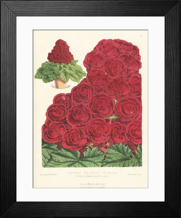 Framed Print : Double-flowering Chinese primula, Primula praenitens Framed Print : Double-flowering Chinese primula, Primula praenitens