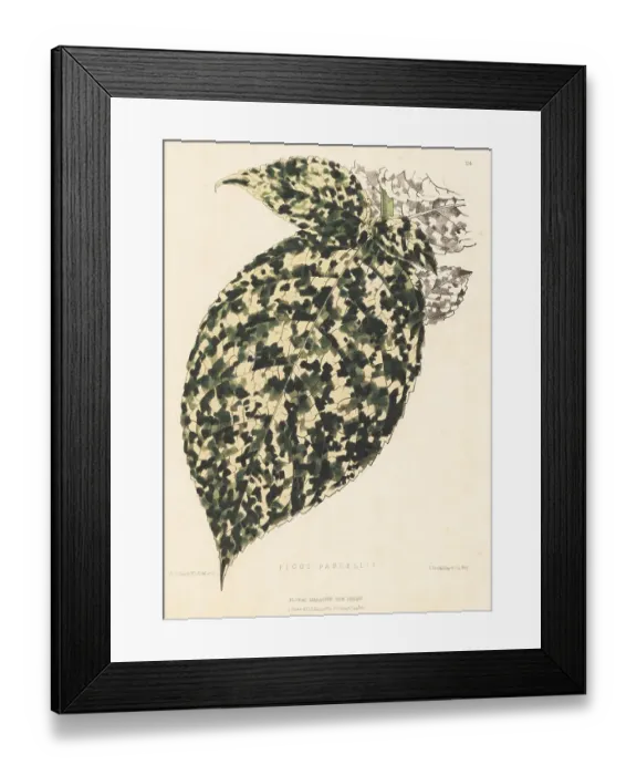Framed Print : Clown fig foliage, Ficus aspera Framed Print : Clown fig foliage, Ficus aspera