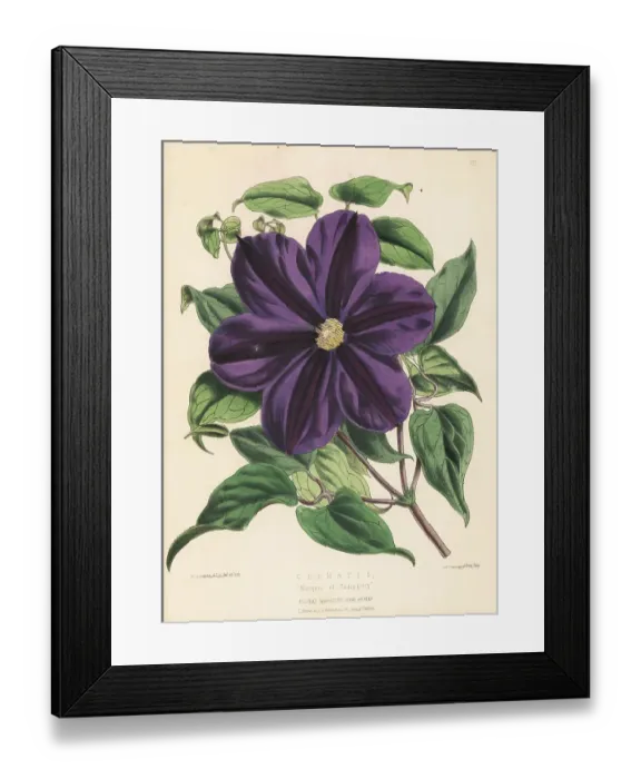 Framed Print : Clematis cultivar, Marquis of Salisbury Framed Print : Clematis cultivar, Marquis of Salisbury
