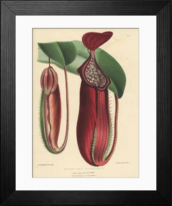 Framed Print : Blood-red pitcher plant, Nepenthes sanguinea Framed Print : Blood-red pitcher plant, Nepenthes sanguinea