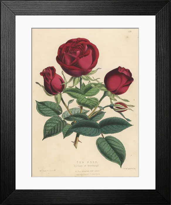Framed Print : Tea rose hybrid, Duchess of Edinburgh Framed Print : Tea rose hybrid, Duchess of Edinburgh