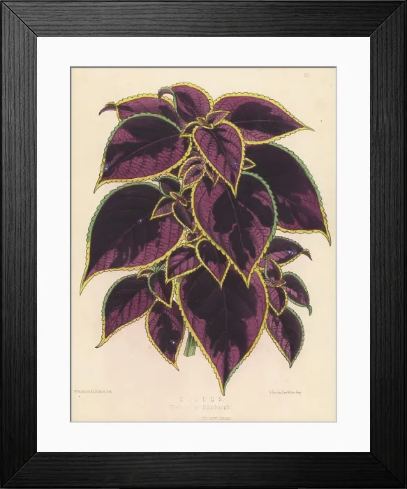 Framed Print : Plectranthus scutellarioides variety, Duchess of Edinburgh Framed Print : Plectranthus scutellarioides variety, Duchess of Edinburgh