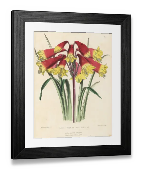 Framed Print : Christmas bells cultivar, Blandfordia grandiflora variety Framed Print : Christmas bells cultivar, Blandfordia grandiflora variety