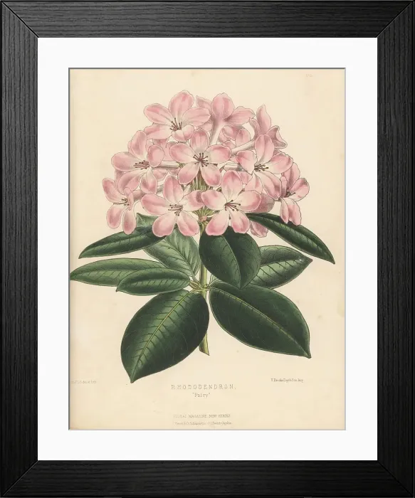 Framed Print : Rhododendron cultivar, Fairy Framed Print : Rhododendron cultivar, Fairy