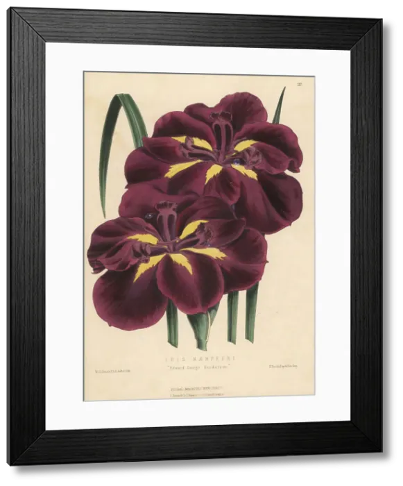 Framed Print : Japanese iris hybrid, Edward George Henderson Framed Print : Japanese iris hybrid, Edward George Henderson