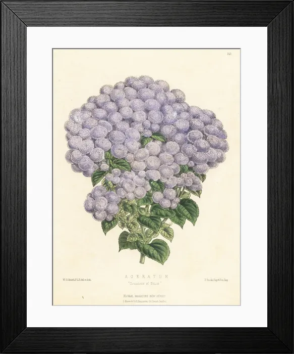 Framed Print : Hebeclinium macrophyllum cultivar Framed Print : Hebeclinium macrophyllum cultivar