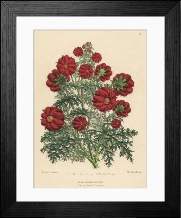 Framed Print : Caiophora coronata Framed Print : Caiophora coronata