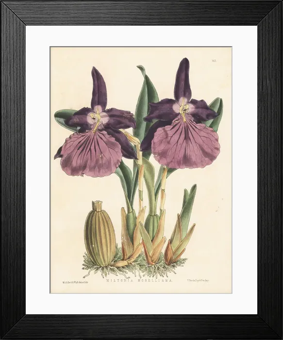 Framed Print : Miltonia moreliana orchid, native to Brazil Framed Print : Miltonia moreliana orchid, native to Brazil