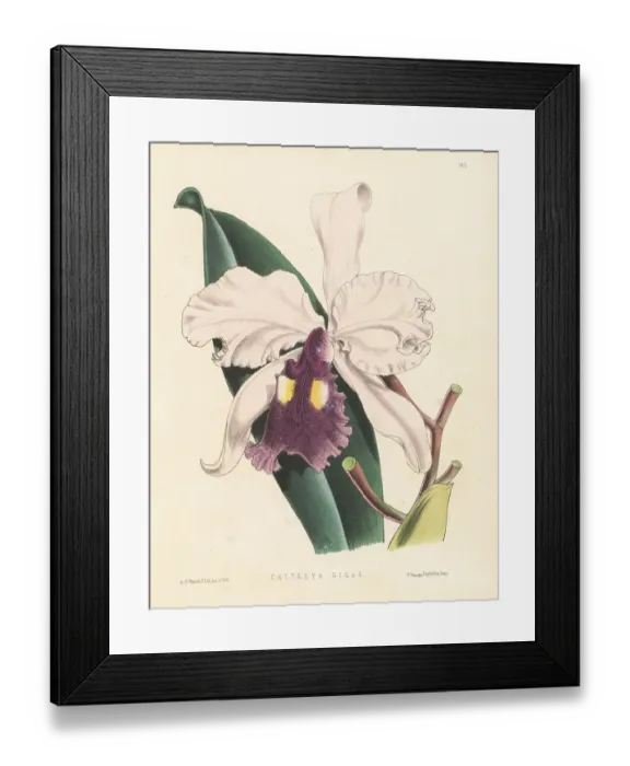 Framed Print : Warscewicz's Cattley's orchid, Cattleya warscewiczii Framed Print : Warscewicz's Cattley's orchid, Cattleya warscewiczii