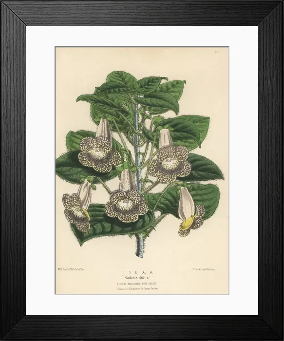 Framed Print : Tydaea (or Kohleria) cultivar, Madame Heine Framed Print : Tydaea (or Kohleria) cultivar, Madame Heine