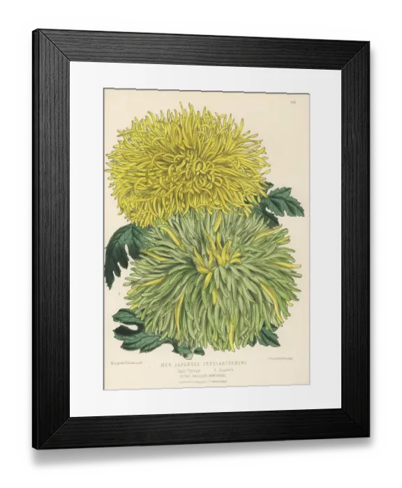 Framed Print : New Japanese chrysanthemum cultivars Framed Print : New Japanese chrysanthemum cultivars