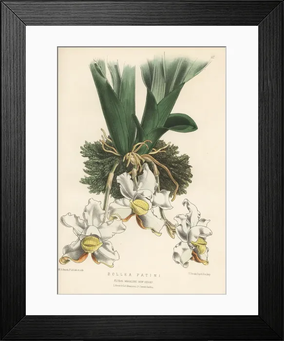 Framed Print : Pescatoria lalindei orchid Framed Print : Pescatoria lalindei orchid