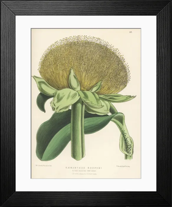 Framed Print : Paintbrush lily, Scadoxus puniceus Framed Print : Paintbrush lily, Scadoxus puniceus