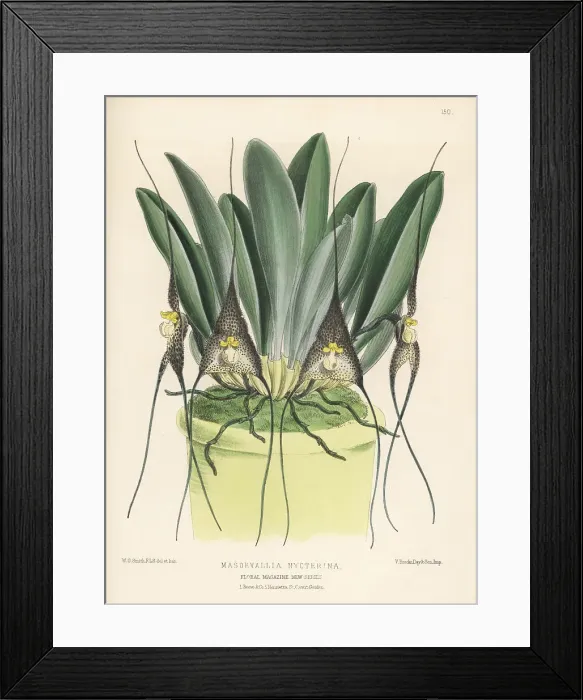 Framed Print : Dracula nycterina orchid in pot Framed Print : Dracula nycterina orchid in pot