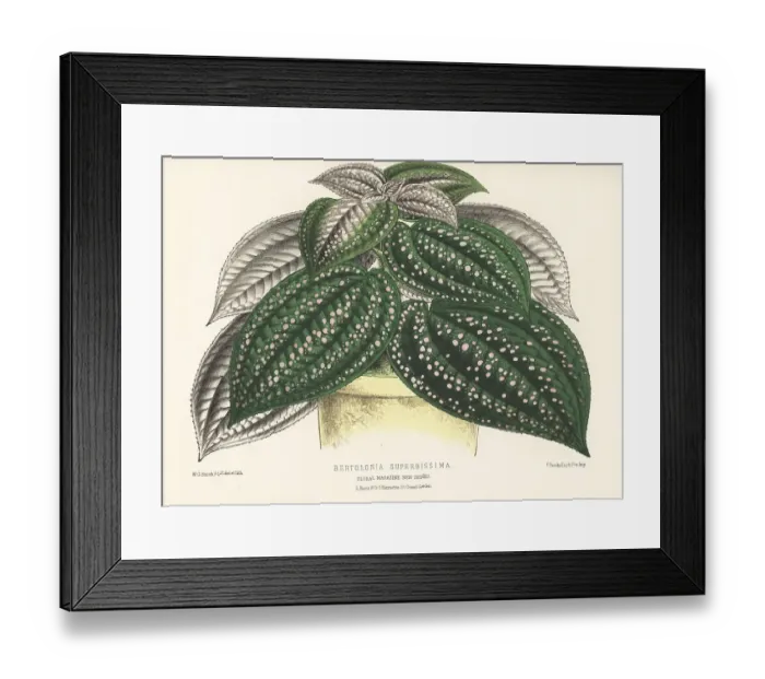 Framed Print : Jewel plant, Bertolonia superbissima Framed Print : Jewel plant, Bertolonia superbissima