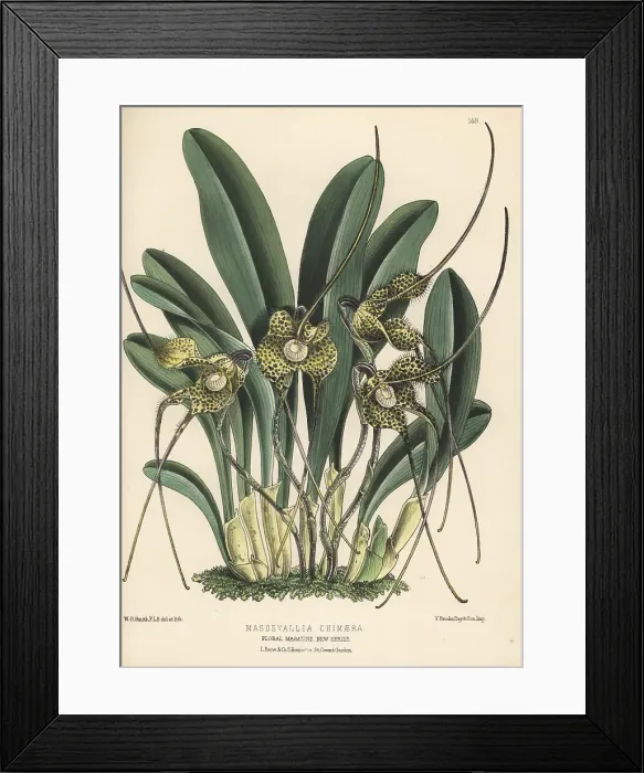 Framed Print : Dracula nycterina orchid Framed Print : Dracula nycterina orchid