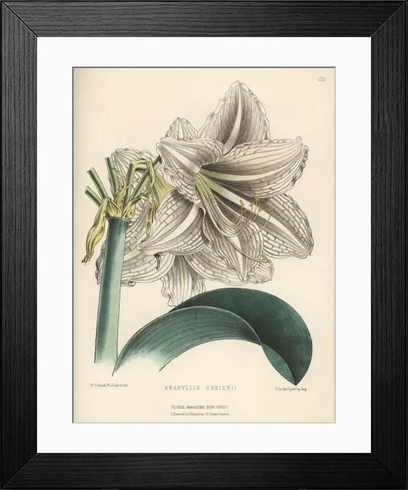 Framed Print : Hippeastrum hybrid, Amaryllis o'brienii Framed Print : Hippeastrum hybrid, Amaryllis o'brienii