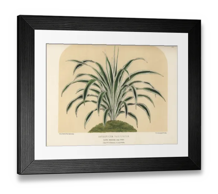Framed Print : Spider plant, Chlorophytum species Framed Print : Spider plant, Chlorophytum species