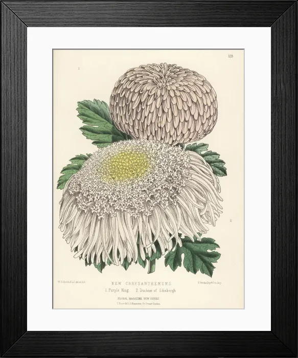 Framed Print : New Japanese chrysanthemum cultivars Framed Print : New Japanese chrysanthemum cultivars