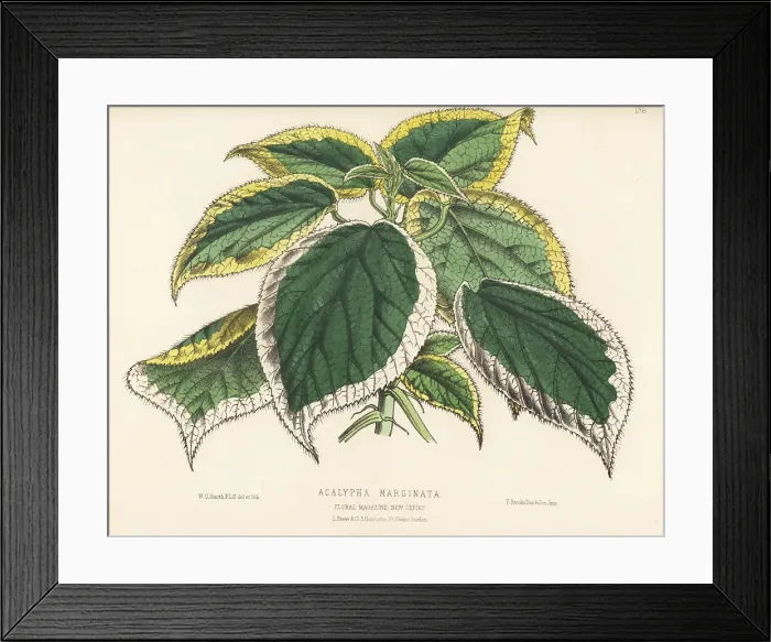 Framed Print : Copperleaf, Acalypha marginata Framed Print : Copperleaf, Acalypha marginata