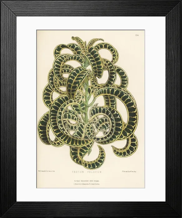Framed Print : Ram's horn croton, Codiaeum variegatum var. volutum Framed Print : Ram's horn croton, Codiaeum variegatum var. volutum