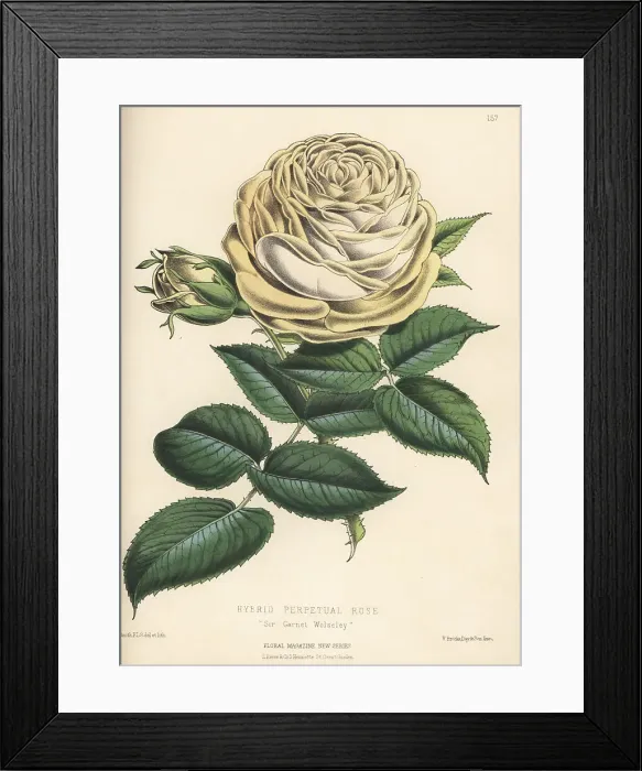 Framed Print : Hybrid perpetual rose, Sir Garnet Wolseley Framed Print : Hybrid perpetual rose, Sir Garnet Wolseley