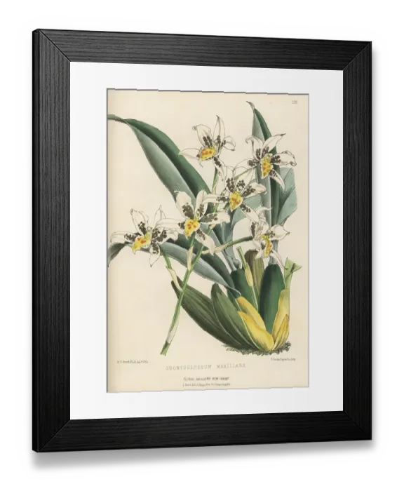 Framed Print : Rhynchostele madrensis orchid Framed Print : Rhynchostele madrensis orchid