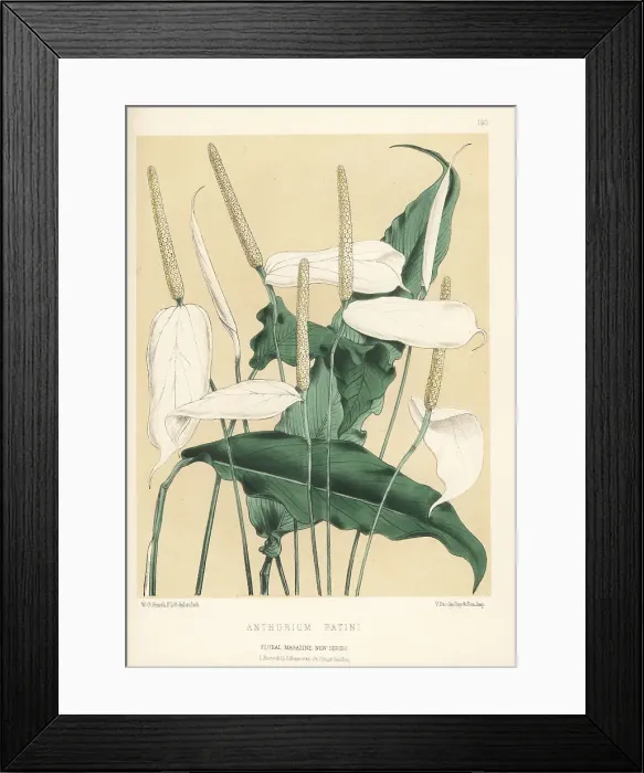Framed Print : Spath lily, Spathiphyllum patini Framed Print : Spath lily, Spathiphyllum patini