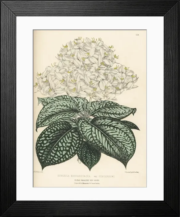 Framed Print : Sonerila margaritacea, native to Myanmar Framed Print : Sonerila margaritacea, native to Myanmar