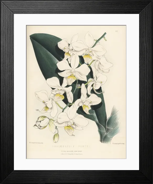 Framed Print : Intermediate phalaenopsis, Phalaenopsis -- intermedia Framed Print : Intermediate phalaenopsis, Phalaenopsis -- intermedia