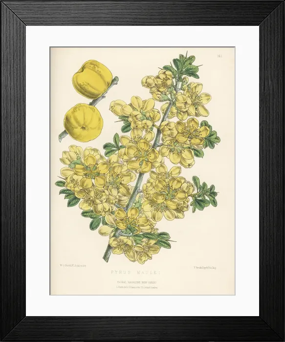 Framed Print : Japanese quince, Chaenomeles japonica Framed Print : Japanese quince, Chaenomeles japonica
