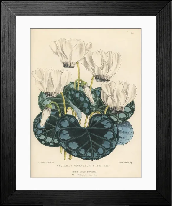 Framed Print : Giant cyclamen, Cyclamen persicum var. giganteum Framed Print : Giant cyclamen, Cyclamen persicum var. giganteum