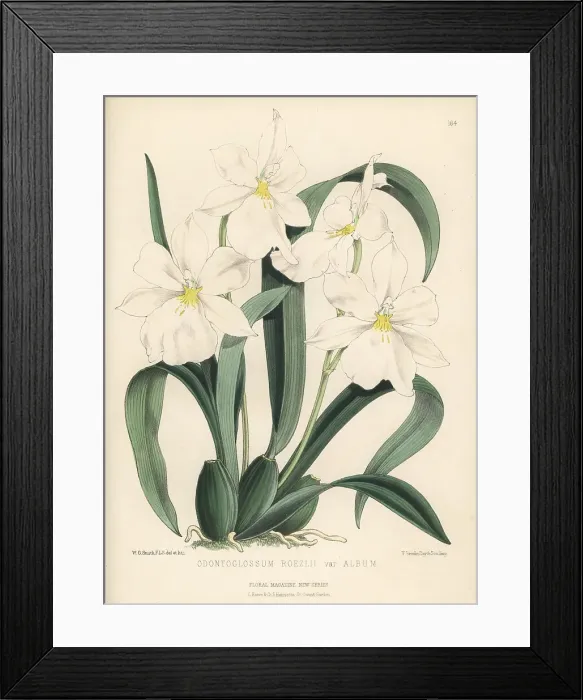 Framed Print : White Miltoniopsis orchid, Miltoniopsis roezlii Framed Print : White Miltoniopsis orchid, Miltoniopsis roezlii