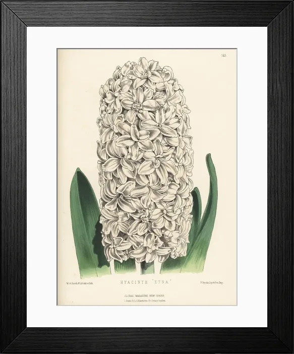 Framed Print : Hyacinth hybrid, Etna