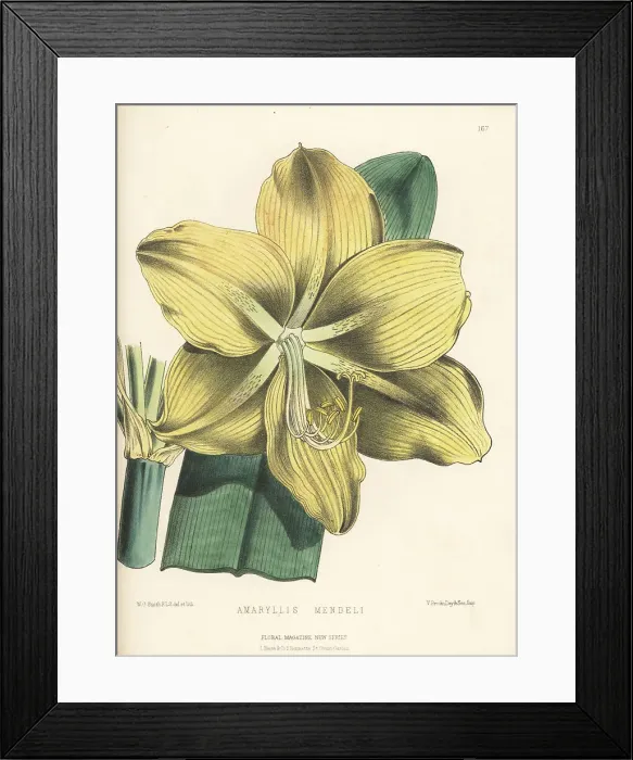 Framed Print : Amaryllis mendelii, raised by Bernard Samuel Williams Framed Print : Amaryllis mendelii, raised by Bernard Samuel Williams