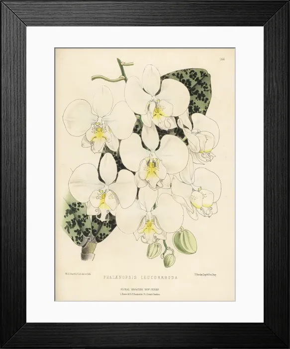 Framed Print : Phalaenopsis -- leucorrhoda orchid Framed Print : Phalaenopsis -- leucorrhoda orchid