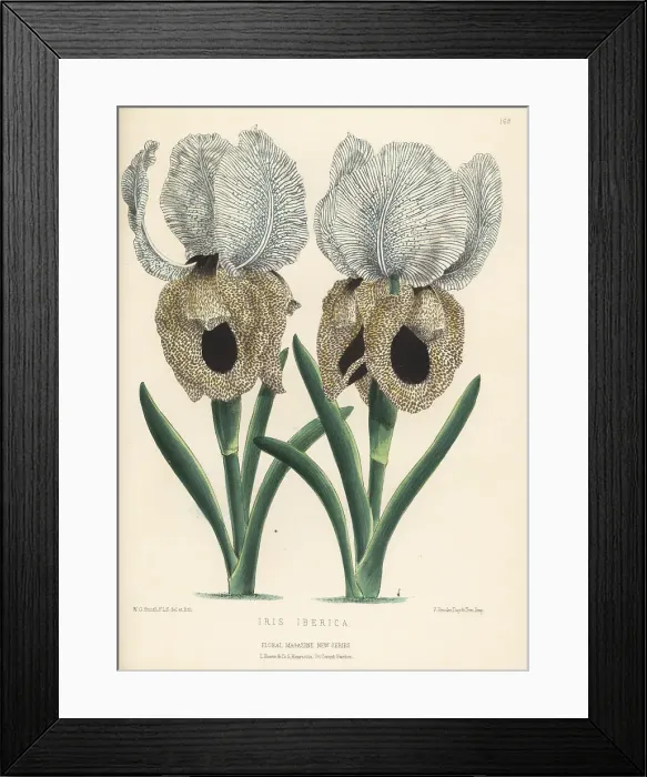 Framed Print : Iberian iris or Georgian iris, Iris iberica Framed Print : Iberian iris or Georgian iris, Iris iberica