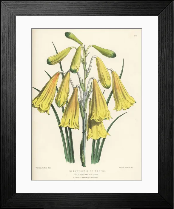 Framed Print : Christmas bells, Blandfordia grandiflora Framed Print : Christmas bells, Blandfordia grandiflora