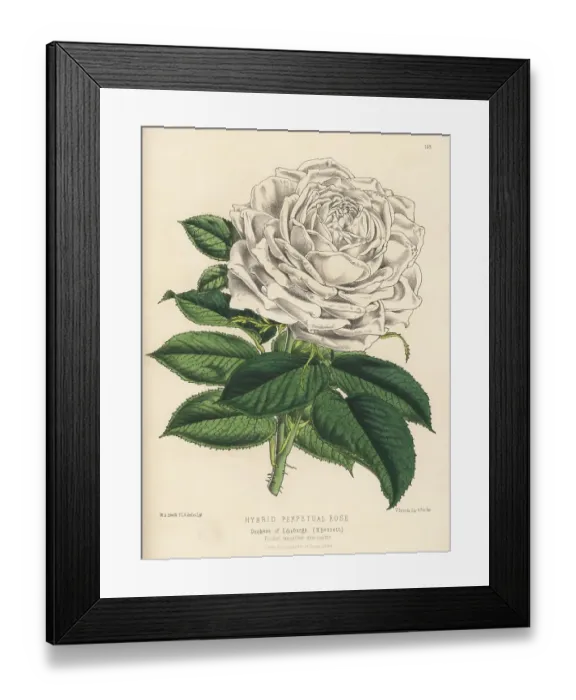 Framed Print : Hybrid perpetual rose, Duchess of Edinburgh Framed Print : Hybrid perpetual rose, Duchess of Edinburgh
