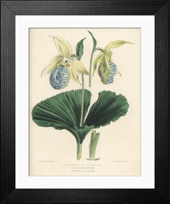 Framed Print : Japanese cypripedium, Cypripedium japonicum Framed Print : Japanese cypripedium, Cypripedium japonicum